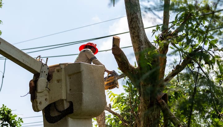 A tree care and maintenance worker in Albany, New York wearing orange safety hat