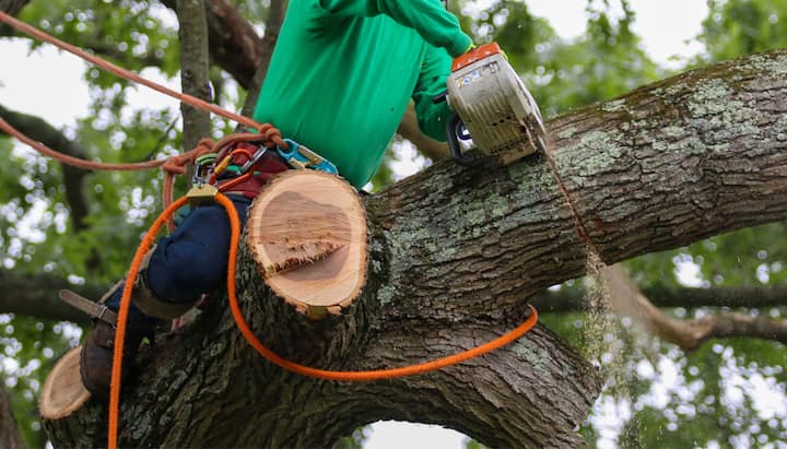 A tree trimming consultant in Albany, New York wearing safety knots