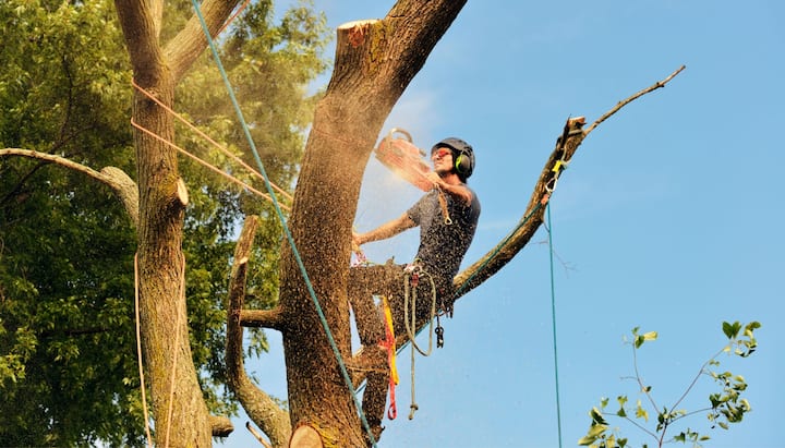 A tree removal professional wears safety goggles in Albany, New York