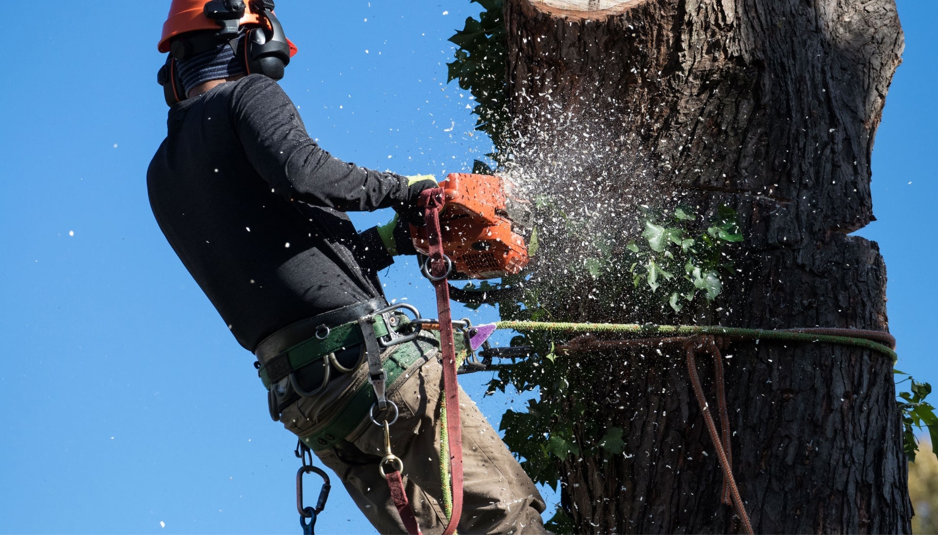 A tree removal expert is high in tree to cut down stump in Albany, New York