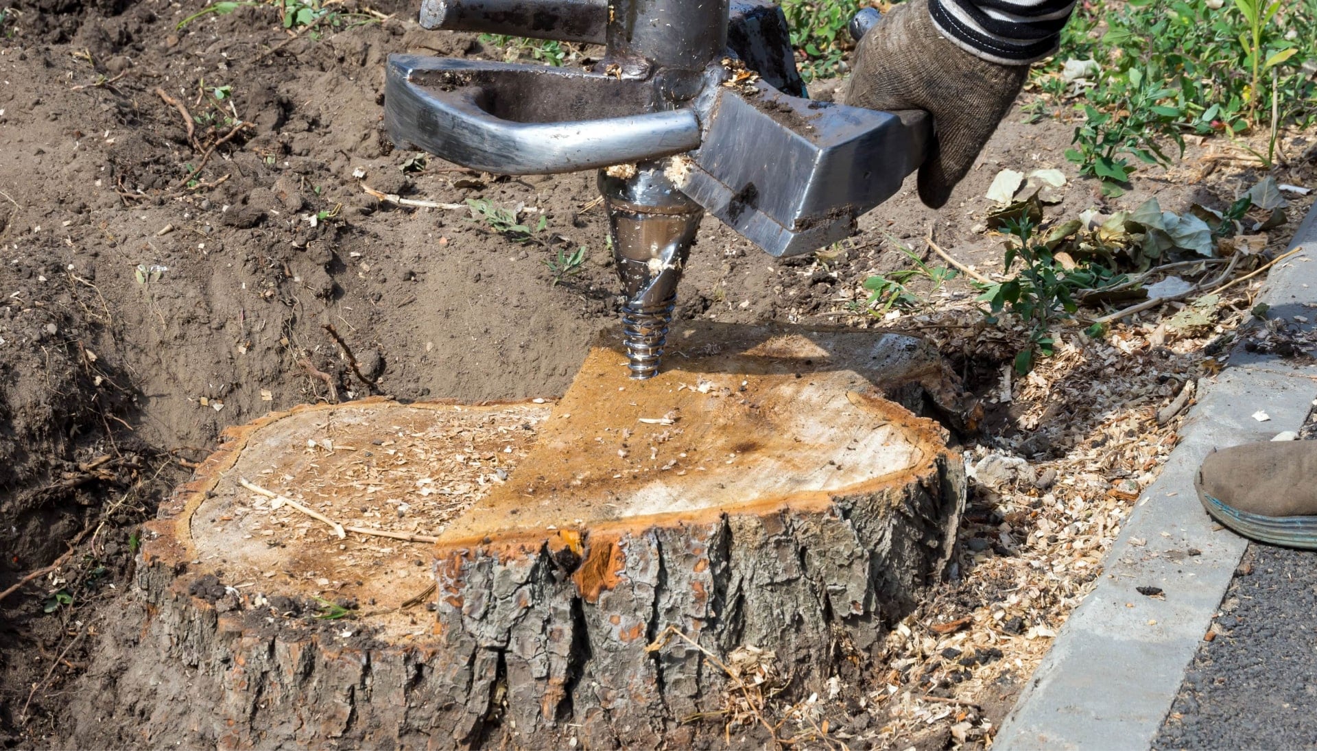 A stump grinding expert wearing work gloves for project in Albany, New York